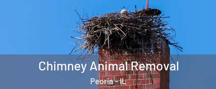  Chimney Animal Removal Peoria - IL