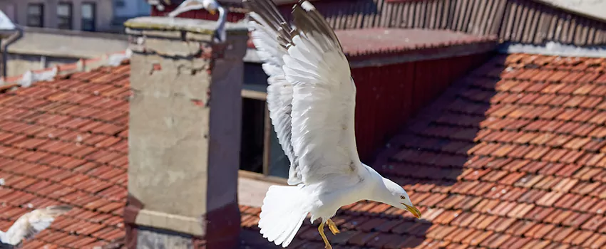 Residential Chimney Animal Removal Solution in Peoria, IL