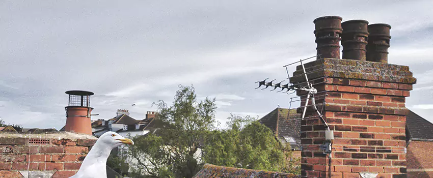 Chimney Cleaning And Restoration in Peoria, Illinois
